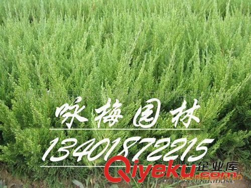 供應20-50高龍柏/龍柏球/各種綠化苗木/價格面議原始圖片2