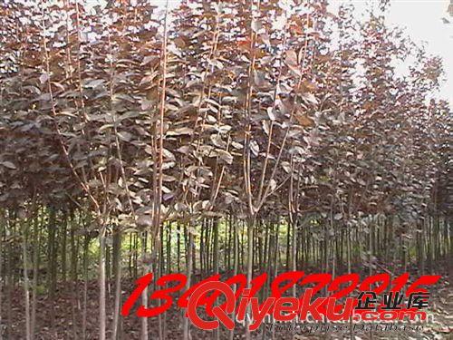 《低價(jià)供應(yīng)》tj蘇北沭陽綠化苗木,喬木類（紫葉李）