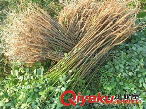 專業(yè)批發(fā)綠化苗木 紫薇3-8公分