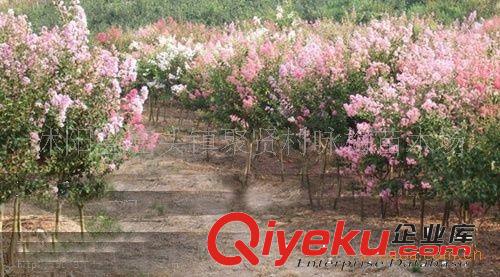專業(yè)批發(fā)綠化苗木 紫薇3-8公分原始圖片2