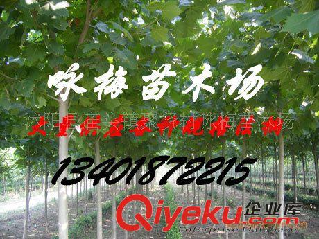 批發(fā)綠化苗木法國梧桐5-35cm原始圖片2