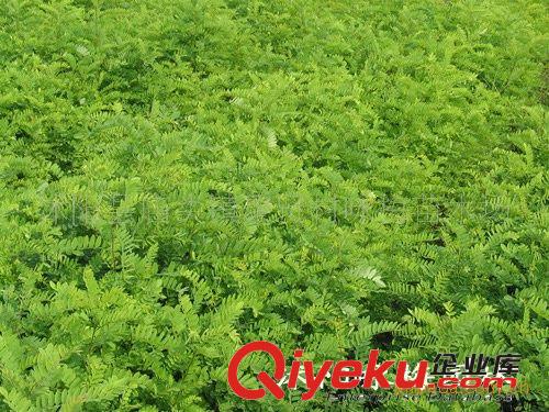 供護(hù)坡綠化、坡面防護(hù)綠化植物，邊坡綠化苗木-紫穗槐