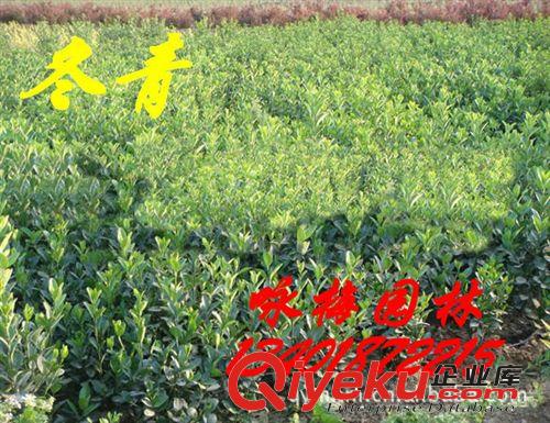 供應綠化苗木灌木,綠化小苗 ,草坪，工程苗(價優)