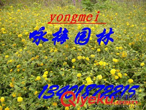 供應(yīng)優(yōu)質(zhì)苗木迎春（圖）