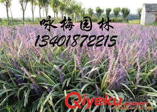 供應佛甲草（圖）