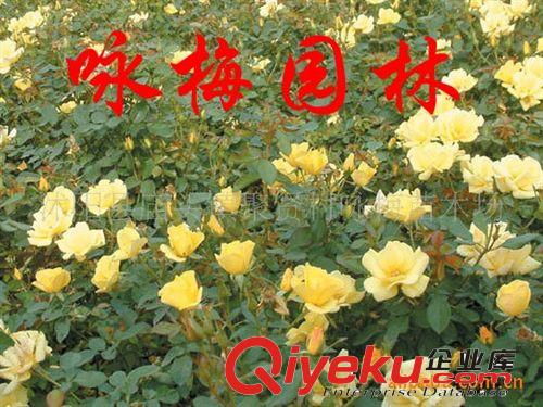 大量銷售優(yōu)質--豐花月季，紅帽月季，黃帽月季（圖）原始圖片2