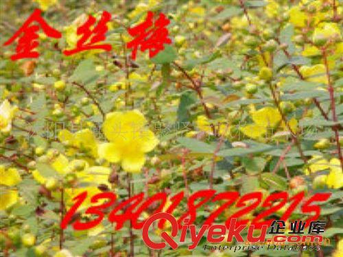 大量銷售優(yōu)質--豐花月季，紅帽月季，黃帽月季（圖）原始圖片3