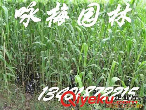 銷售優(yōu)質(zhì)--香蒲等水生植物（圖）