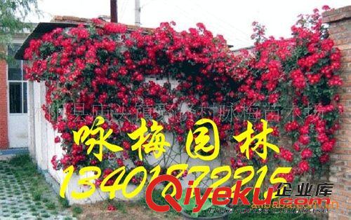銷(xiāo)售優(yōu)質(zhì)--藤本月季（圖）原始圖片3