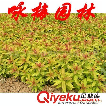 供應(yīng)優(yōu)質(zhì)：杜鵑（圖）