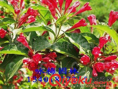 供應(yīng)優(yōu)質(zhì)：金焰繡線菊（圖）原始圖片3