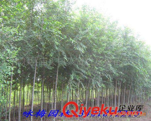 供應(yīng)40萬畝綠化苗木,買我們的苗木均為基地價(jià)格.原始圖片2