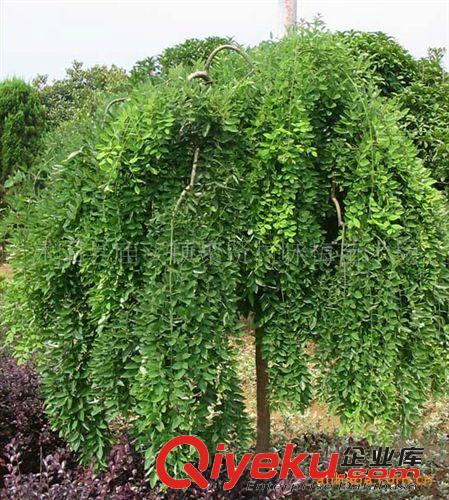 供應(yīng)40萬畝綠化苗木,買我們的苗木均為基地價(jià)格.原始圖片3
