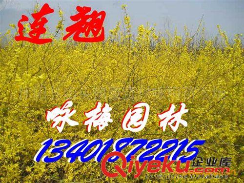 大量供應(yīng)綠化苗木 金葉女貞 金葉女貞苗 不脫葉金葉女貞原始圖片3