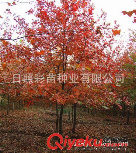 沼生紅櫟小苗、大樹 優(yōu)質(zhì)紅橡樹 質(zhì)量可靠 色彩艷麗