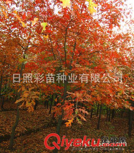 園林綠化苗木 紅橡樹大苗 沼生紅櫟大樹 品種純正 色彩艷麗原始圖片3