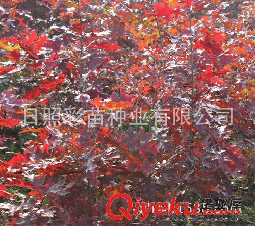 紅橡樹苗 紅橡樹小苗 大苗 紅橡種子 園林綠化苗木