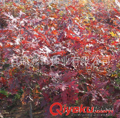 紅橡樹苗 紅橡樹小苗 大苗 紅橡種子 園林綠化苗木