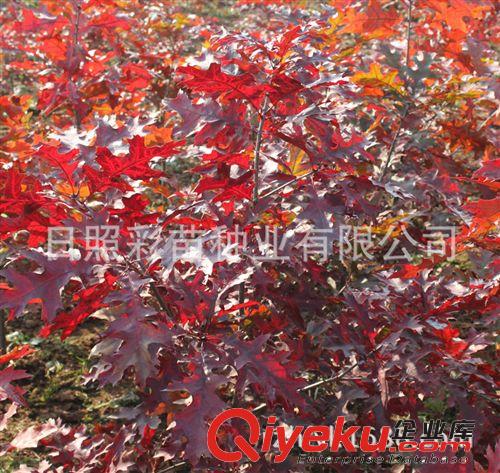 紅橡樹苗 紅橡樹小苗 大苗 紅橡種子 園林綠化苗木