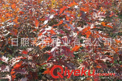 名貴苗木 紅橡樹 美國紅楓 蘇格蘭金鏈樹 紅葉紫荊 園林綠化