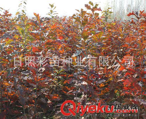 名貴苗木 紅橡樹 美國紅楓 蘇格蘭金鏈樹 紅葉紫荊 園林綠化