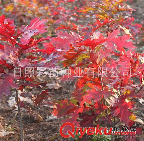 歐洲紅櫟 紅橡樹小苗 紅橡種子 園林綠化苗木