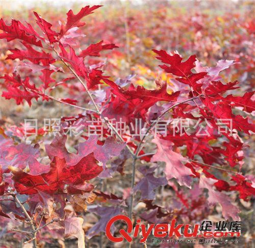 名貴樹(shù)苗 紅橡樹(shù)小苗 歐洲火焰紅櫟 園林綠化苗木