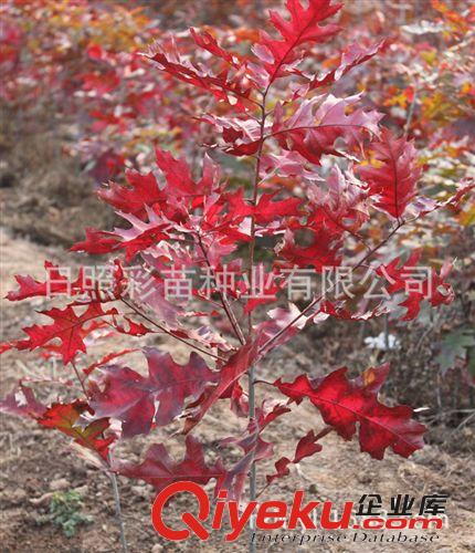 【供應】苗木 紅橡樹小苗 園林綠化苗木 基地直銷原始圖片2