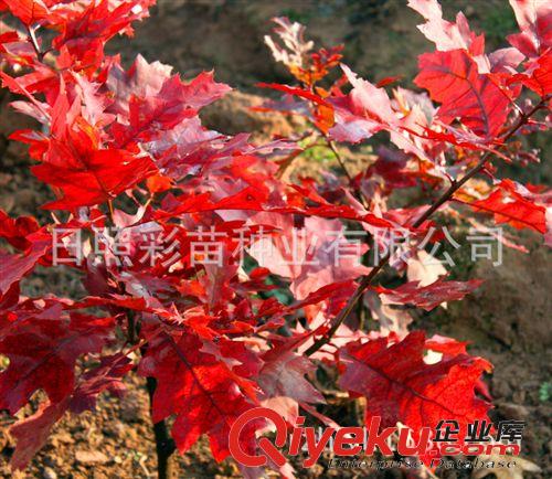 【供應】苗木 紅橡樹小苗 園林綠化苗木 基地直銷原始圖片3