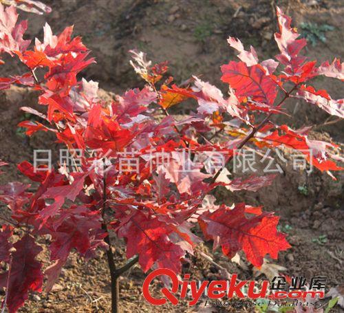 苗木 園林 綠化苗木 紅橡樹小苗大苗 園林綠化工程苗 色彩艷麗原始圖片2
