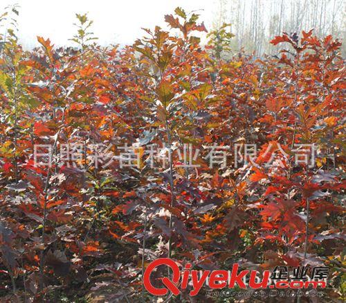 紅橡樹小苗 園林綠化工程苗  紅橡樹大苗 綠化園林喬木