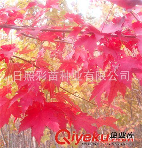 紅楓 苗木 美國改良紅楓 紅楓小苗 紅楓種子 園林綠化 zyjl