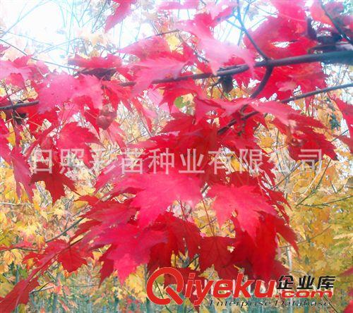 紅楓 美國(guó)紅楓 紅楓小苗 園林綠化苗木 紅楓種子 品種純正