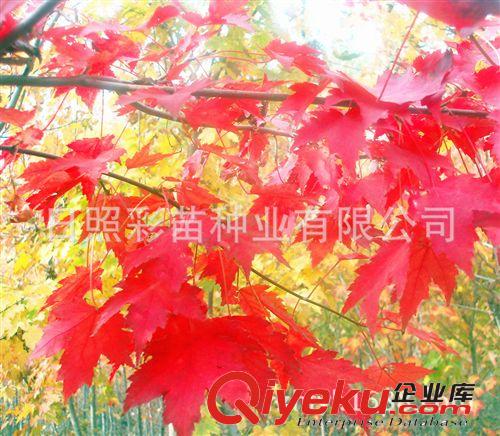 園林綠化苗木 美國紅楓 紅楓小苗 紅楓種子 品種純正原始圖片2