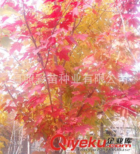 園林綠化苗木 美國紅楓 紅楓小苗 紅楓種子 品種純正