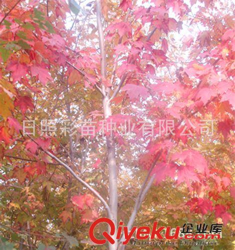 園林 綠化苗木 紅楓小苗 紅楓工程苗 美國(guó)紅楓 園林綠化新品種原始圖片2