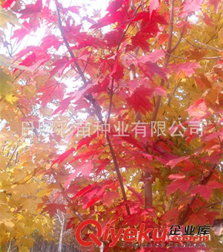 紅楓 園林綠化苗木 紅楓小苗 大苗 各種規(guī)格 苗木批發(fā) zyjl