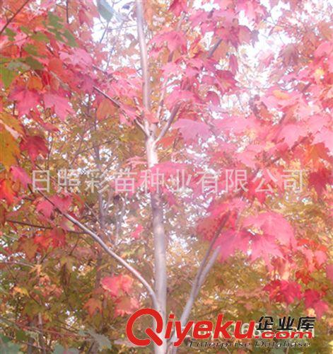 紅楓 園林綠化苗木 紅楓小苗 大苗 各種規(guī)格 苗木批發(fā) zyjl