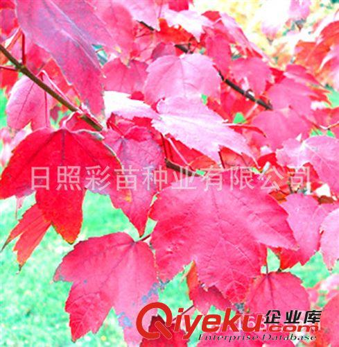 紅楓 園林綠化苗木 紅楓小苗 大苗 各種規(guī)格 苗木批發(fā) zyjl
