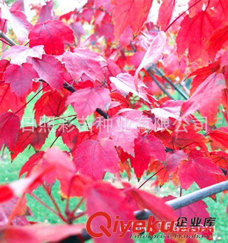 紅楓 美國紅楓 紅楓小苗 大苗 紅楓工程苗 色彩艷麗 zyjl
