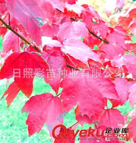 美國(guó)紅楓 紅楓樹(shù)苗 紅楓小苗 美國(guó)秋火焰紅楓 色彩艷麗原始圖片2