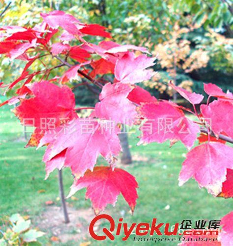 美國(guó)紅楓 紅楓樹(shù)苗 紅楓小苗 美國(guó)秋火焰紅楓 色彩艷麗原始圖片3