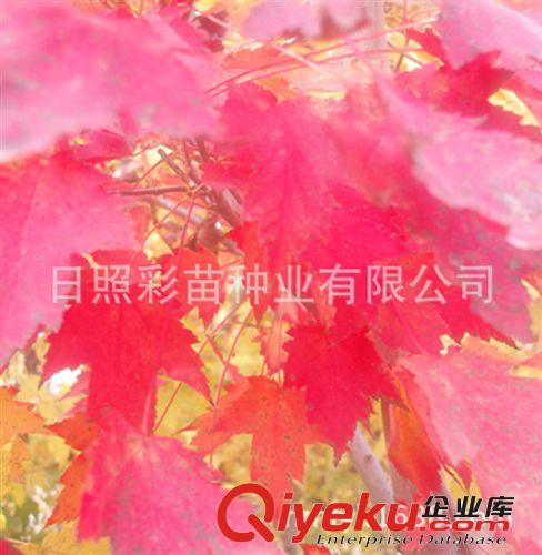 美國紅楓 紅楓小苗 優(yōu)質(zhì)紅楓樹 美國秋火焰 質(zhì)量保證原始圖片3