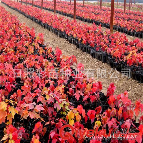 美國紅楓 紅楓小苗 優(yōu)質(zhì)紅楓樹 美國秋火焰 質(zhì)量保證