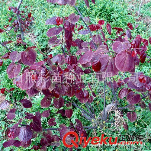 紫荊 苗木 加拿大紅葉紫荊 紫荊母本 品種純正 園林美化