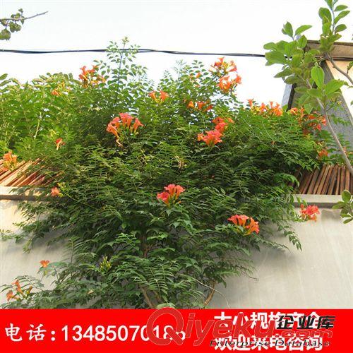 批發(fā)藤本植物 攀援花卉 爬藤觀花植物 凌霄花苗 中國凌霄苗