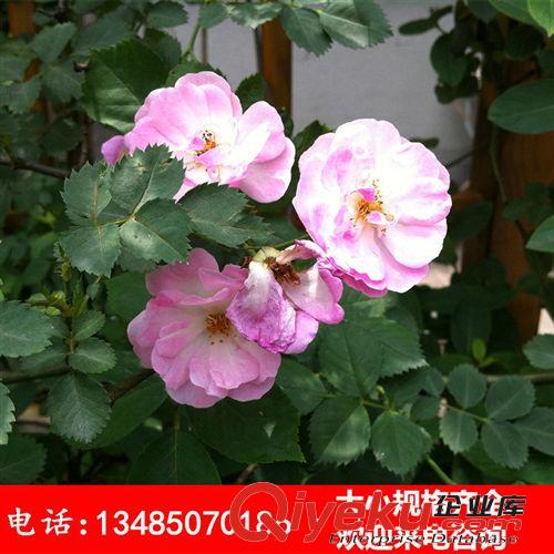 世界觀賞植物 攀援植物 薔薇花 多花薔薇 無刺有刺薔薇 1-2年苗