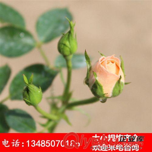 基地批發(fā)藤本月季花苗 別墅庭院公園綠化月季苗 攀援植物 藤甜夢(mèng)