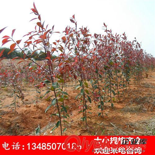 批發(fā)1米左右紅葉石楠苗 工程綠化色塊苗 苗圃基地直銷