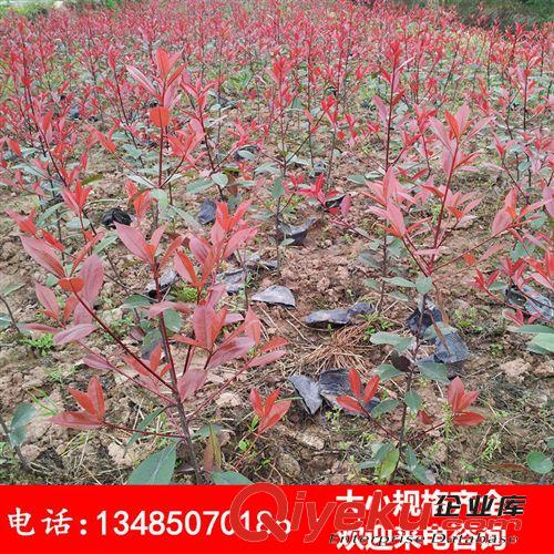 批發(fā)1米左右紅葉石楠苗 工程綠化色塊苗 苗圃基地直銷